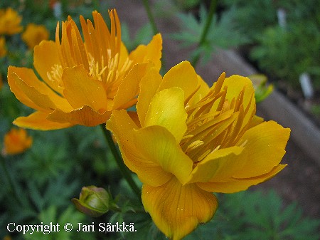 Trollius Cultorum-Ryhm 'Etna'